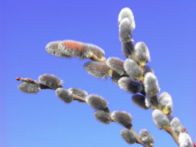 107410771088107310851072_108510771076111010831103_400