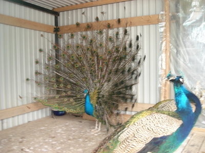 dsc01386_400 dsc01386_400